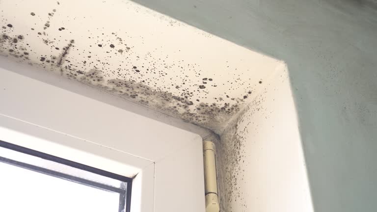 Professional Mold Removal in Corrigan, TX